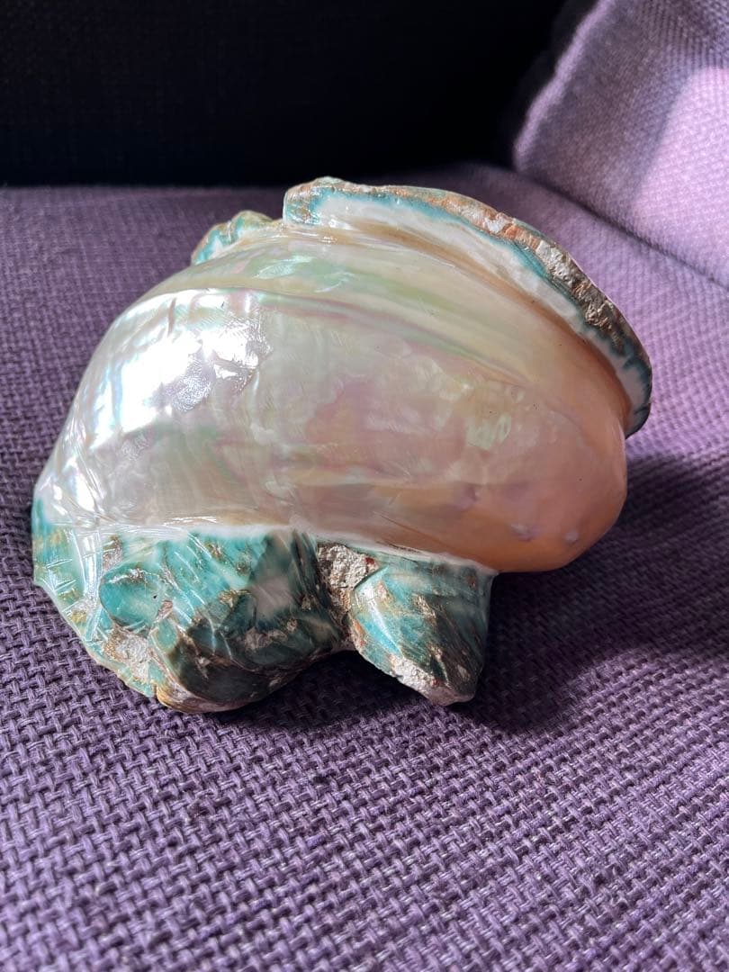 【一点物】座間味島で磨いた夜光貝 沖縄の海 ヒーリングインテリア【魔除け 開運】