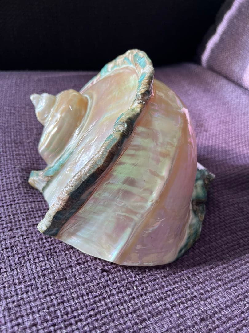 【一点物】座間味島で磨いた夜光貝 沖縄の海 ヒーリングインテリア【魔除け 開運】