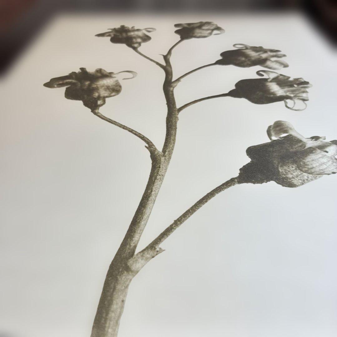 【財団公式ライセンス】カールブロスフェルト アートプリント 【スタンプ刻印あり】