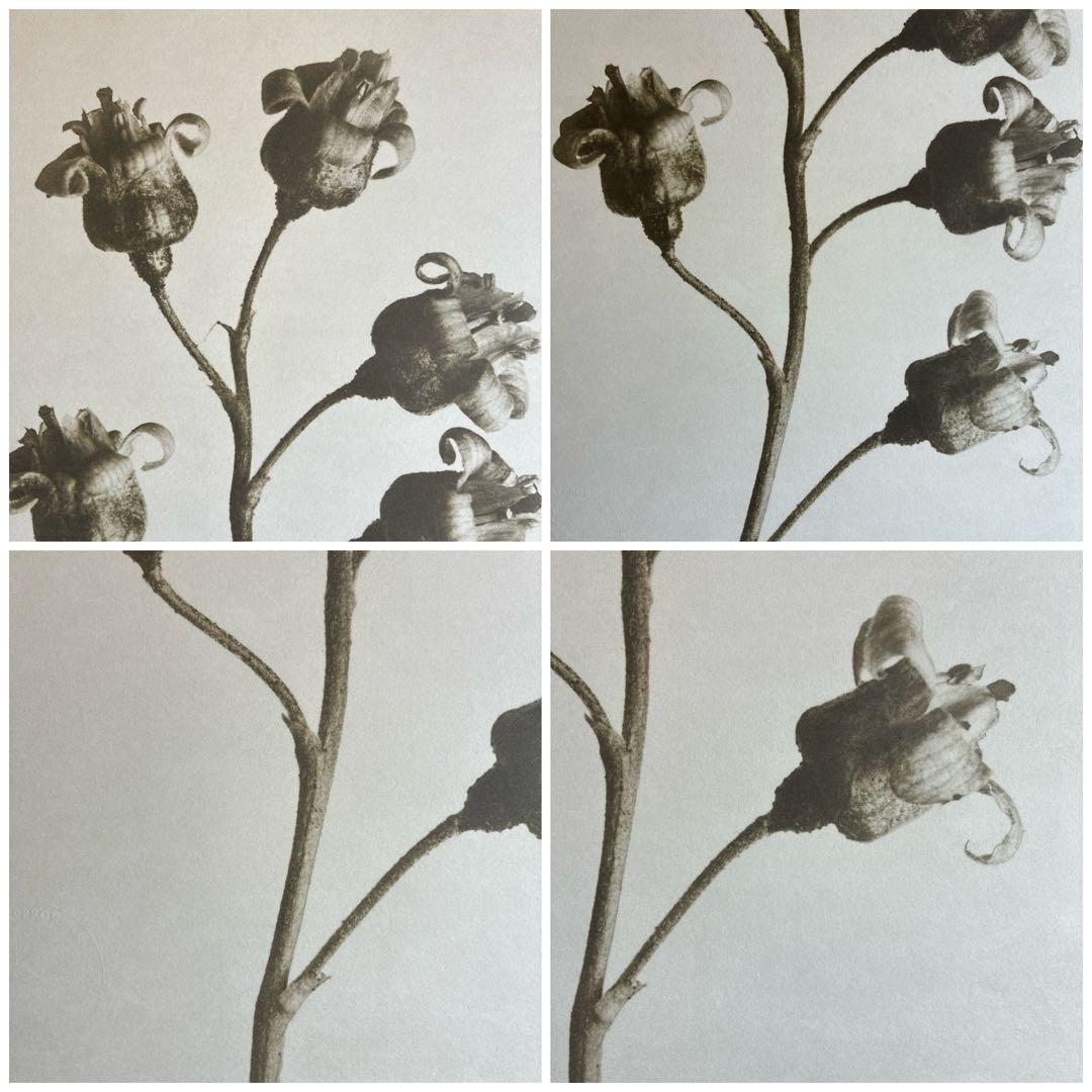 【財団公式ライセンス】カールブロスフェルト アートプリント 【スタンプ刻印あり】