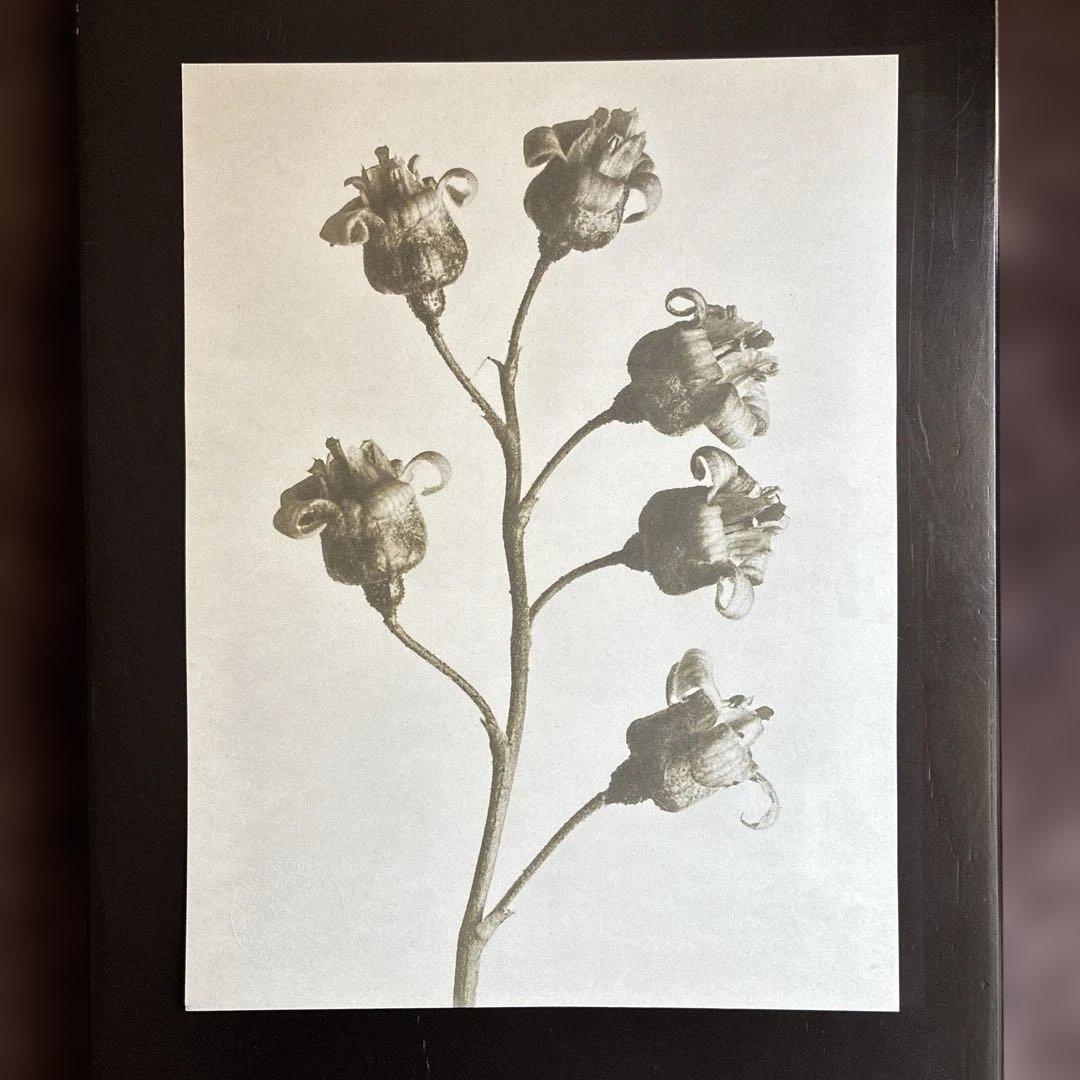 【財団公式ライセンス】カールブロスフェルト アートプリント 【スタンプ刻印あり】