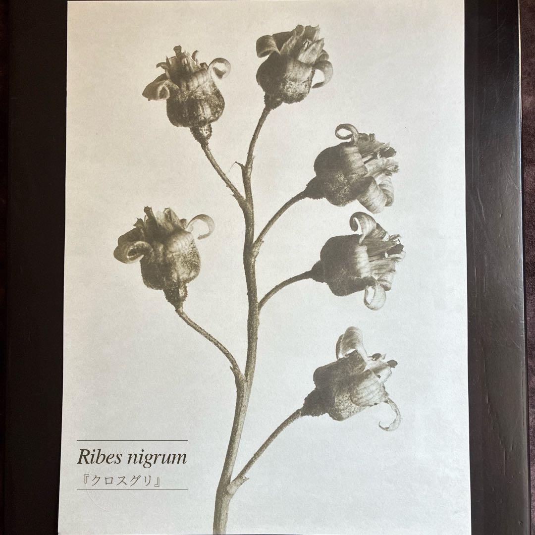 【財団公式ライセンス】カールブロスフェルト アートプリント 【スタンプ刻印あり】