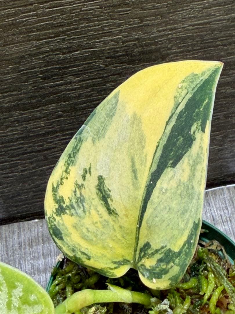 スキンダプサス　グリーンダイアモンド