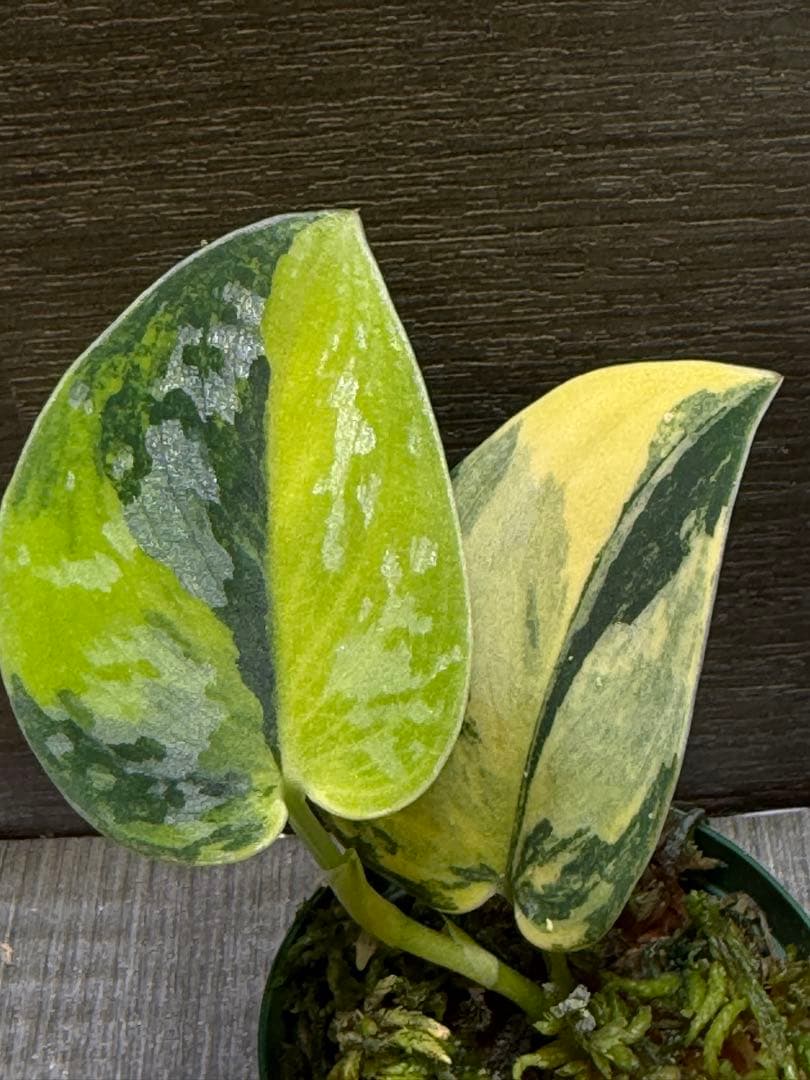 スキンダプサス　グリーンダイアモンド