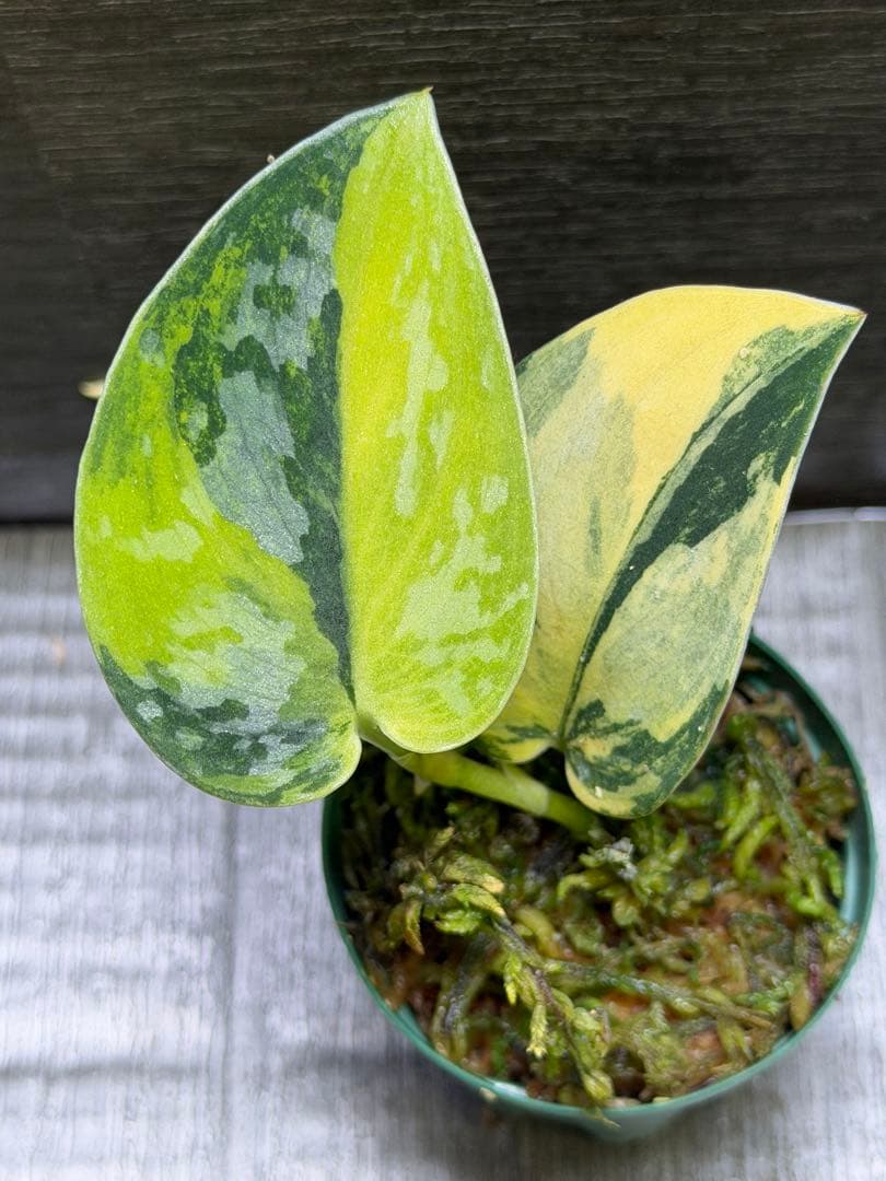 スキンダプサス　グリーンダイアモンド