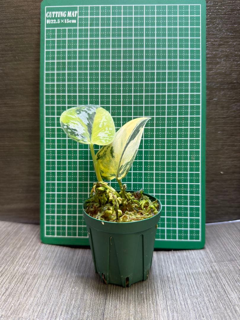 スキンダプサス　グリーンダイアモンド