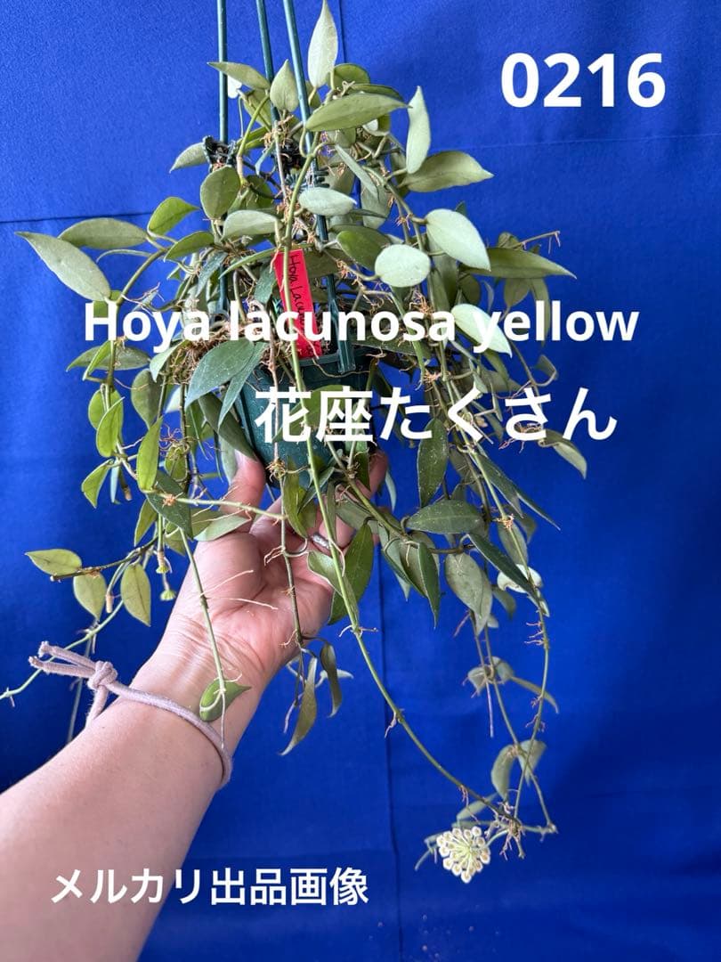0216 ＊ ホヤ ＊ Hoya ＊ ラクノーサ ＊ イエロー ＊花座たくさん