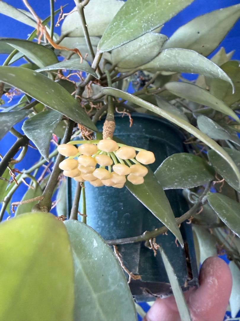 0216 ＊ ホヤ ＊ Hoya ＊ ラクノーサ ＊ イエロー ＊花座たくさん