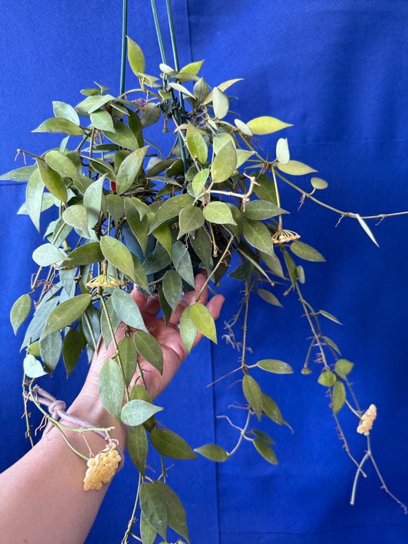 0216 ＊ ホヤ ＊ Hoya ＊ ラクノーサ ＊ イエロー ＊花座たくさん