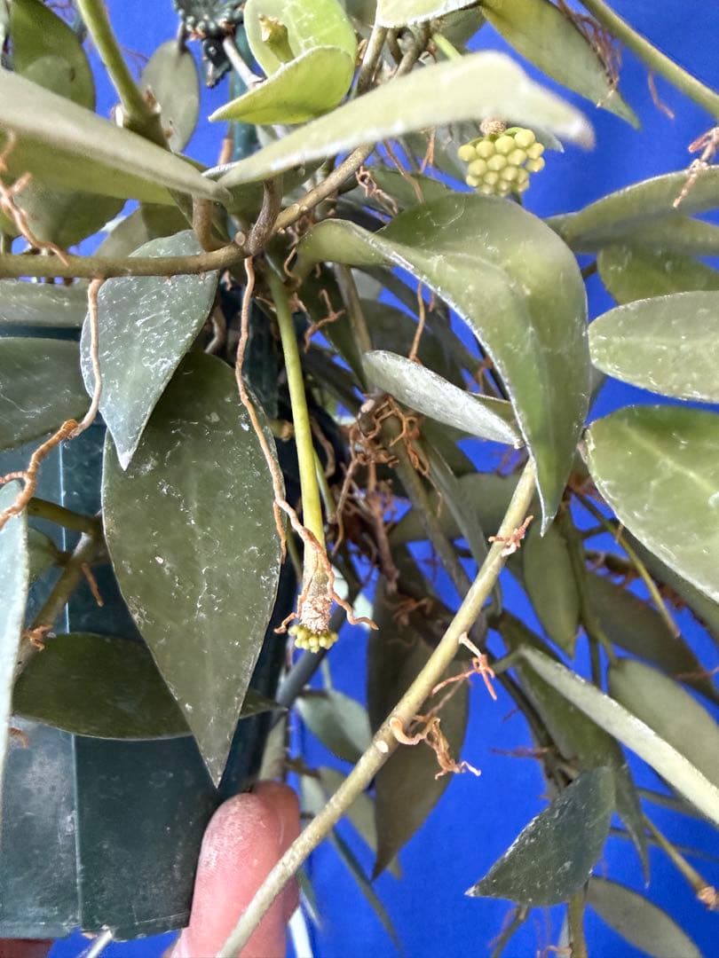 0216 ＊ ホヤ ＊ Hoya ＊ ラクノーサ ＊ イエロー ＊花座たくさん