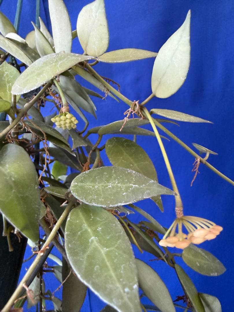 0216 ＊ ホヤ ＊ Hoya ＊ ラクノーサ ＊ イエロー ＊花座たくさん