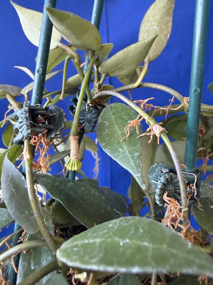 0216 ＊ ホヤ ＊ Hoya ＊ ラクノーサ ＊ イエロー ＊花座たくさん