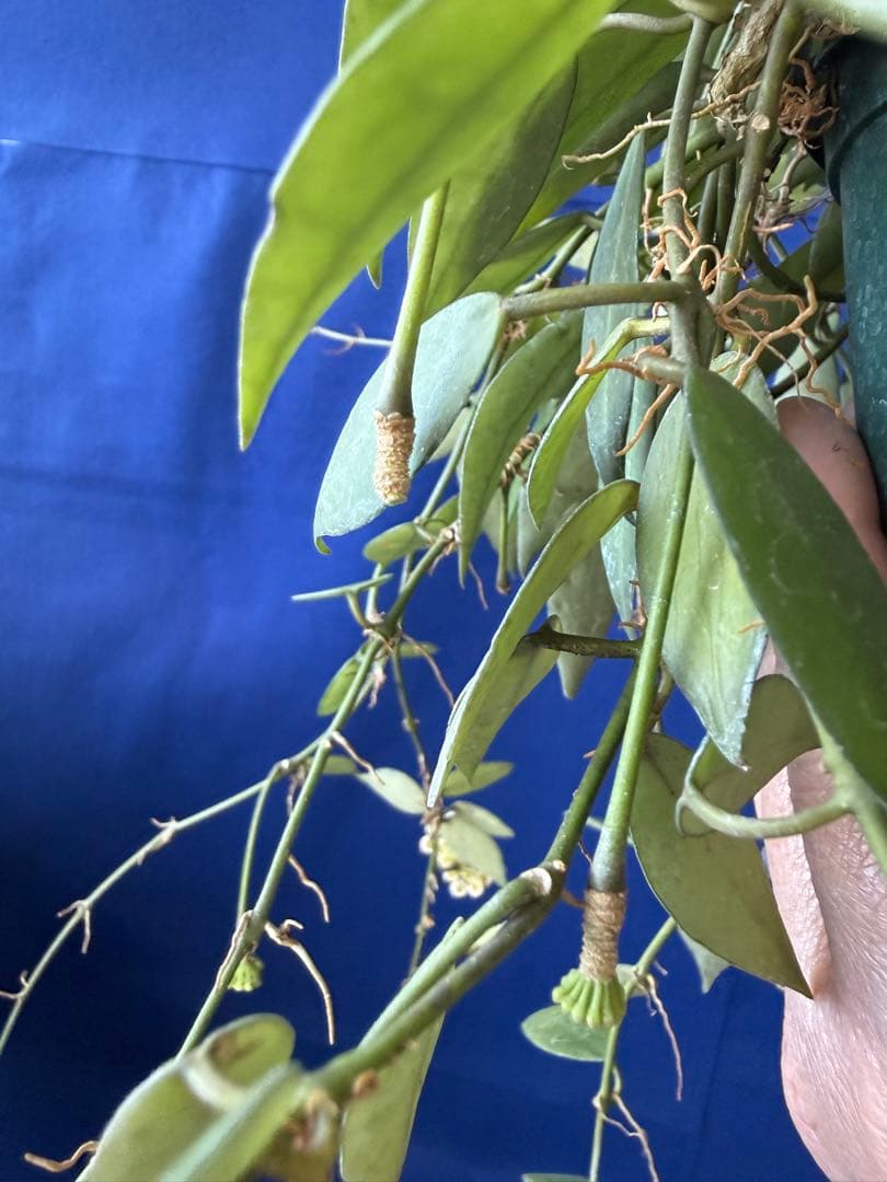 0216 ＊ ホヤ ＊ Hoya ＊ ラクノーサ ＊ イエロー ＊花座たくさん