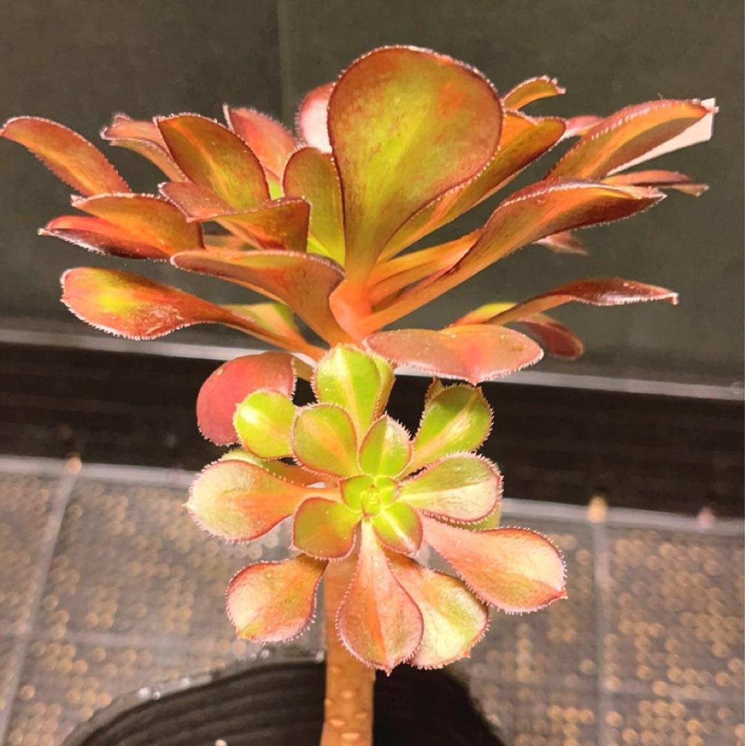 89#多肉植物アエオニウム錦❤️ 夕焼け ❤️2頭11cm拔き苗