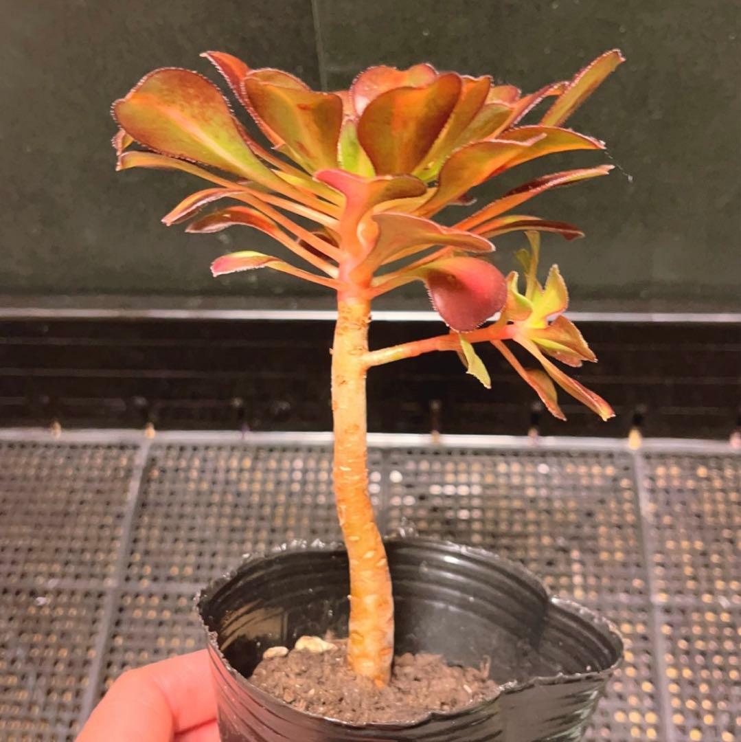 89#多肉植物アエオニウム錦❤️ 夕焼け ❤️2頭11cm拔き苗