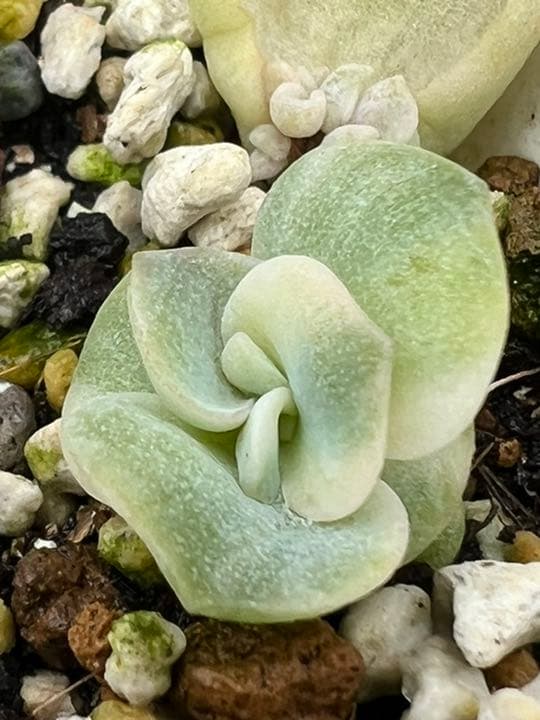 ❤ラブリーローズ錦❤ 白斑  葉挿しっ子✴赤斑葉挿し付✴⑥