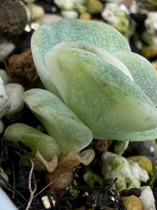 ❤ラブリーローズ錦❤ 白斑  葉挿しっ子✴赤斑葉挿し付✴⑥