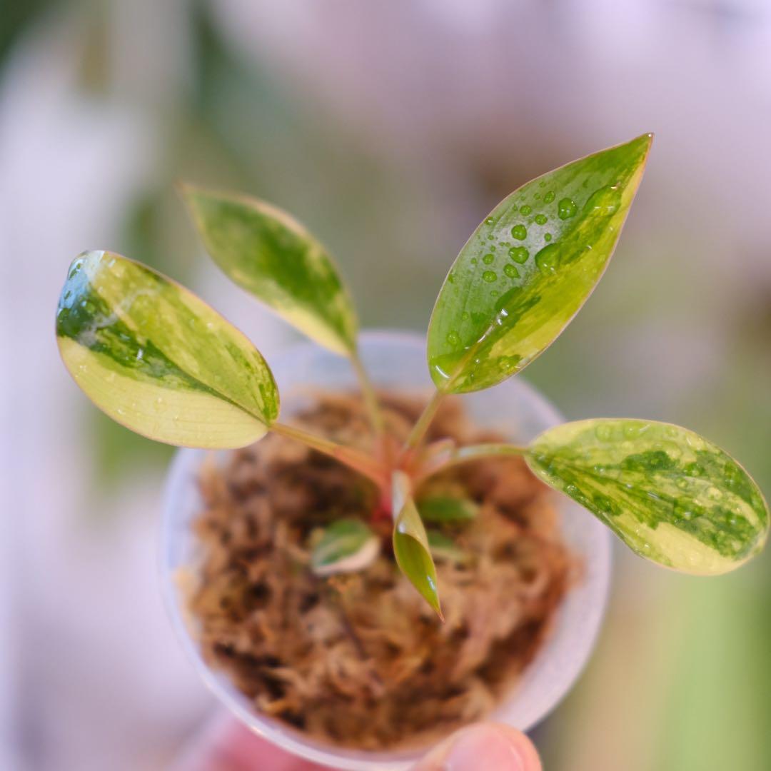 フィロデンドロン・レッドコンゴ｜Philodendron Red Congo②