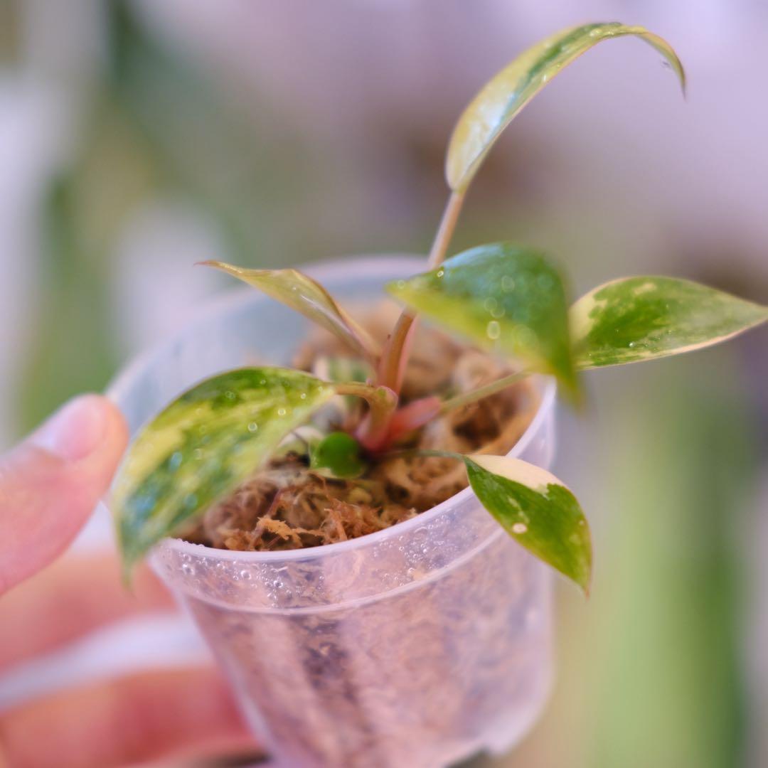 フィロデンドロン・レッドコンゴ｜Philodendron Red Congo②