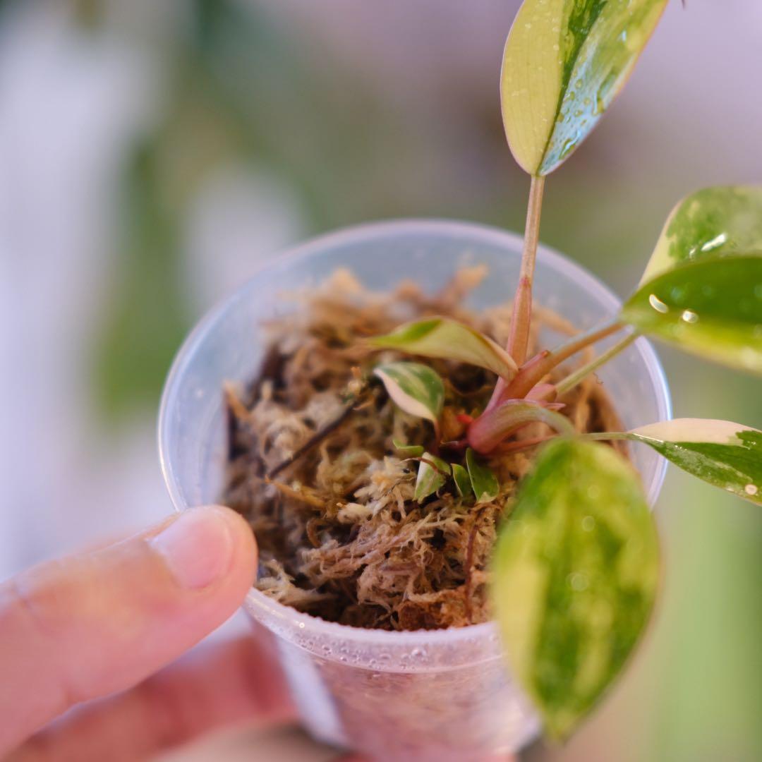 フィロデンドロン・レッドコンゴ｜Philodendron Red Congo②