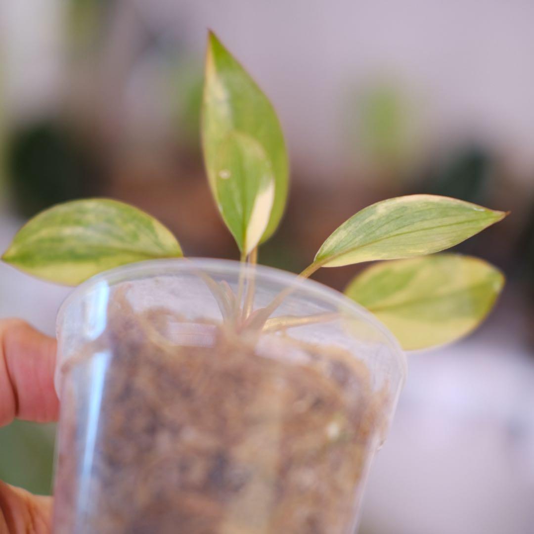 フィロデンドロン・レッドコンゴ｜Philodendron Red Congo②