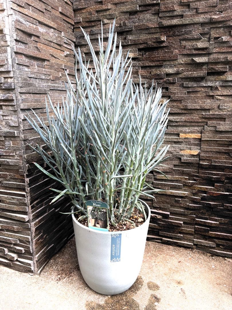 現品限り！セネシオ　キュリオ　ブルース　高さ70cm苗8号大鉢入り