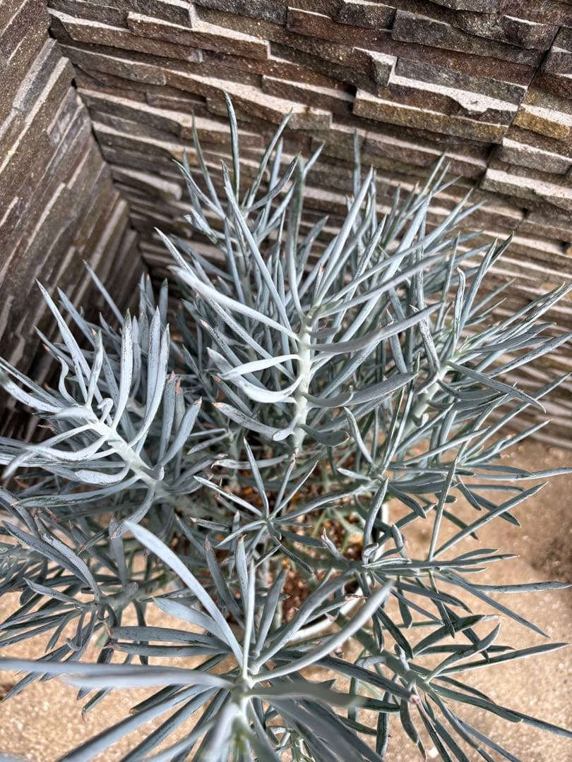 現品限り！セネシオ　キュリオ　ブルース　高さ70cm苗8号大鉢入り