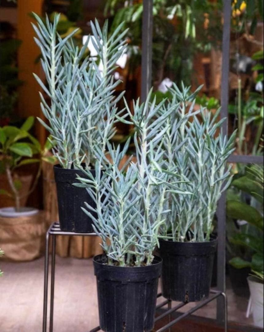 現品限り！セネシオ　キュリオ　ブルース　高さ70cm苗8号大鉢入り