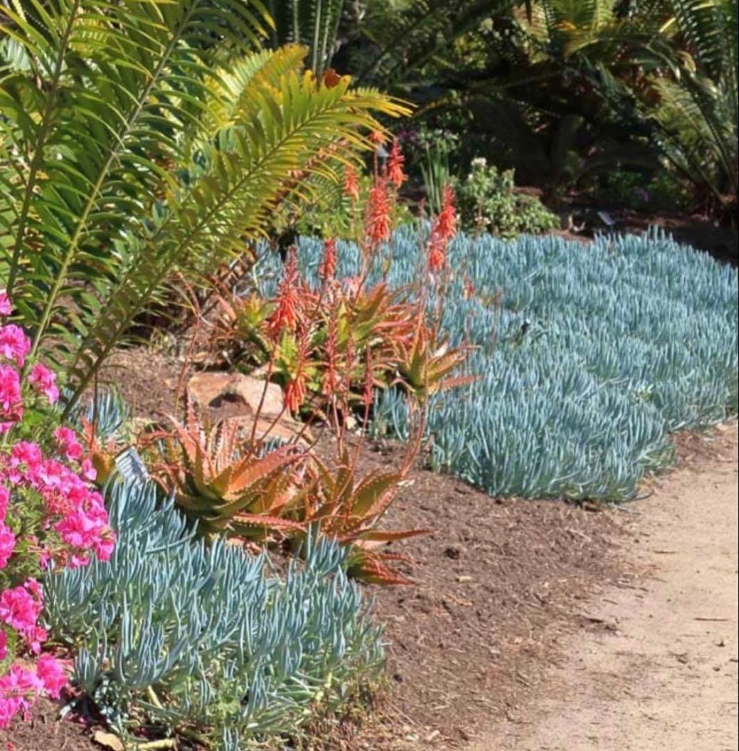 現品限り！セネシオ　キュリオ　ブルース　高さ70cm苗8号大鉢入り