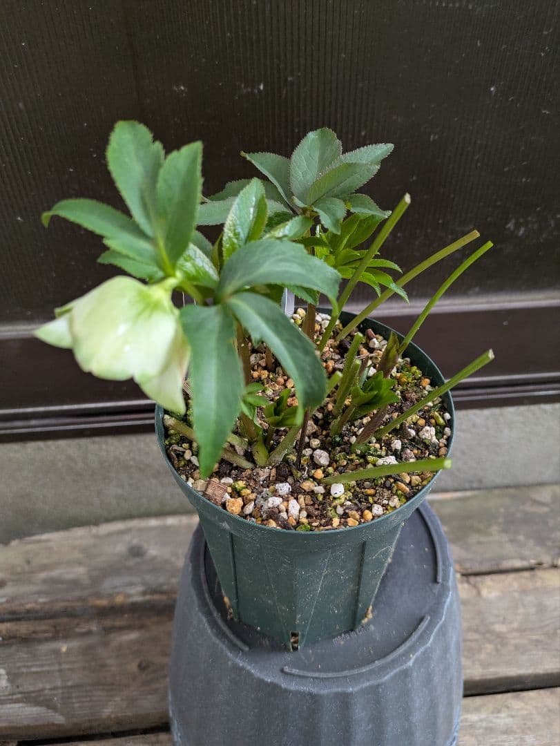 M*i様 クリスマスローズ　利休系　グリーンリップ