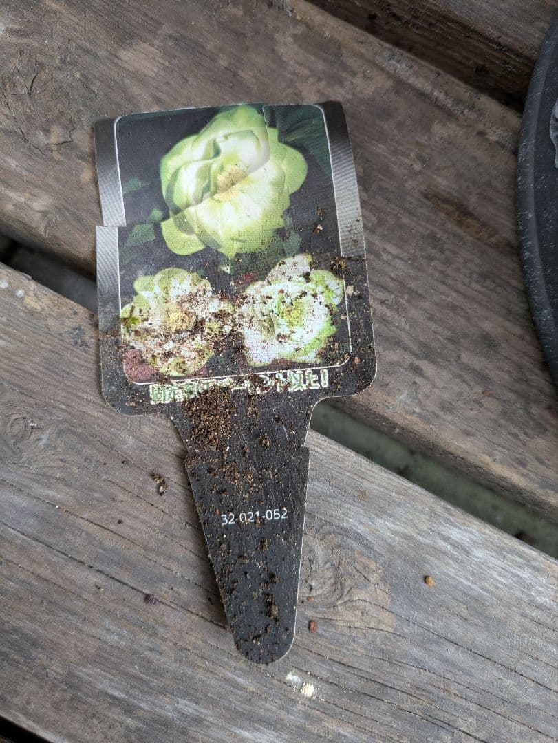 M*i様 クリスマスローズ　利休系　グリーンリップ