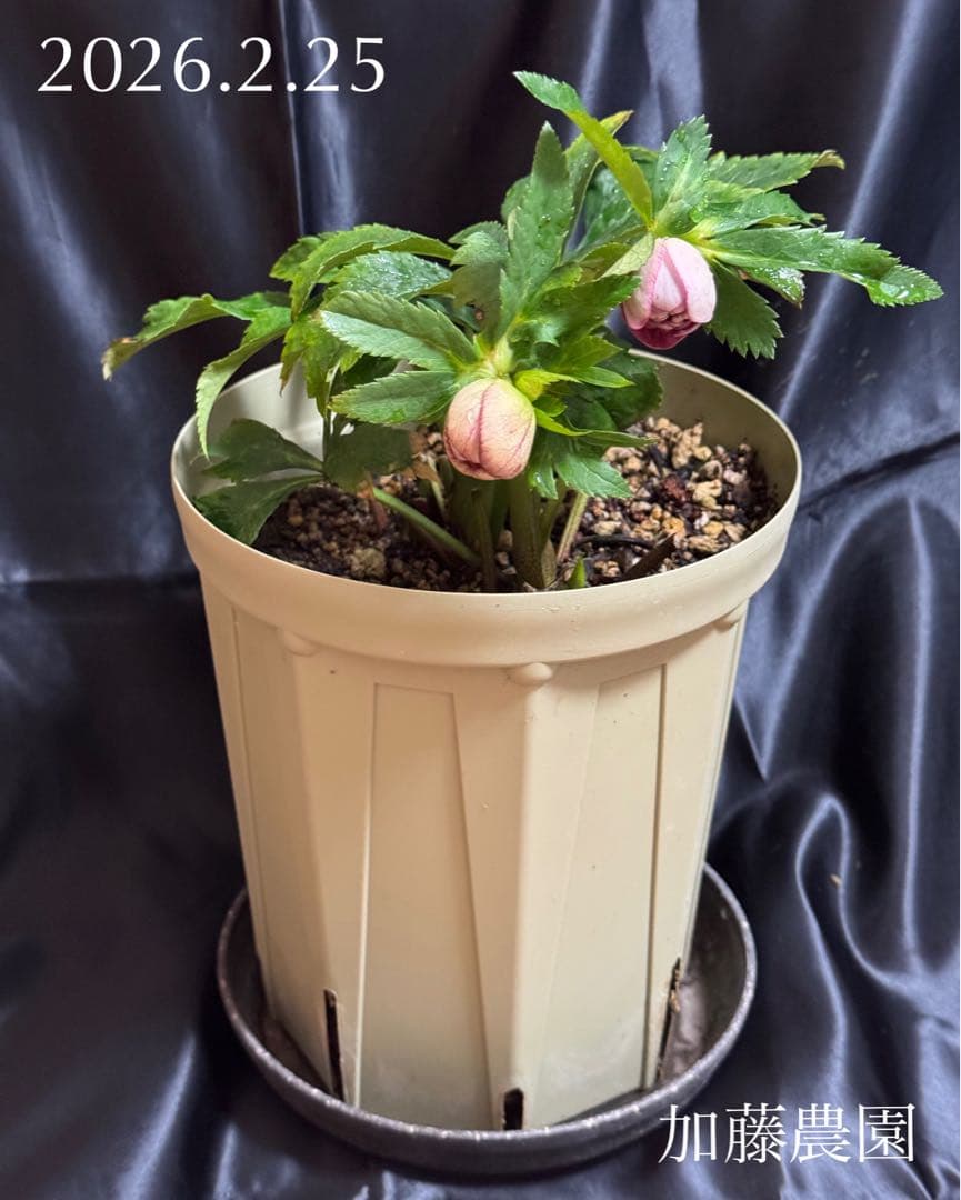 ❤️加藤農園❤️多弁プリマヴェーラ系ddレッドリバーシブル❤️クリスマスローズ