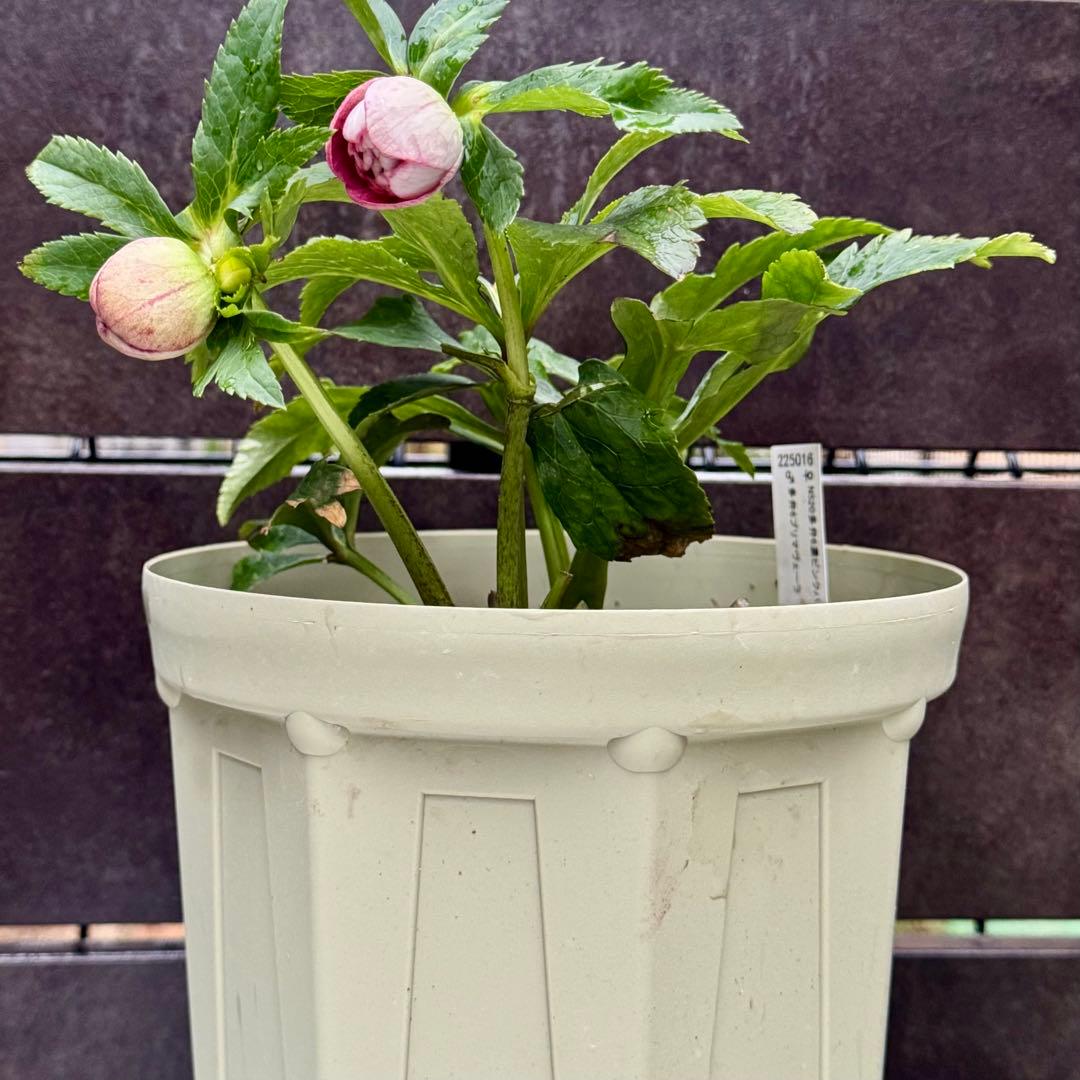 ❤️加藤農園❤️多弁プリマヴェーラ系ddレッドリバーシブル❤️クリスマスローズ