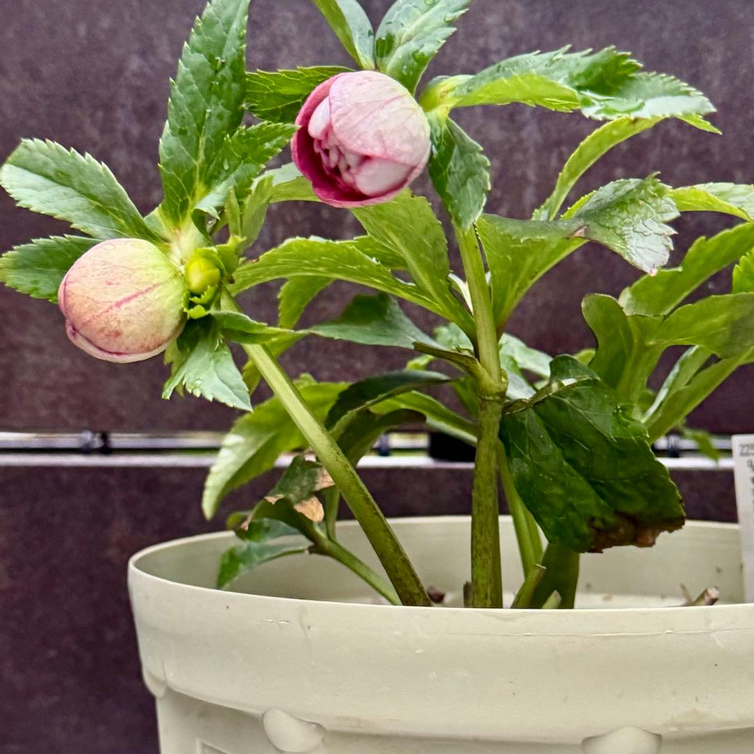 ❤️加藤農園❤️多弁プリマヴェーラ系ddレッドリバーシブル❤️クリスマスローズ