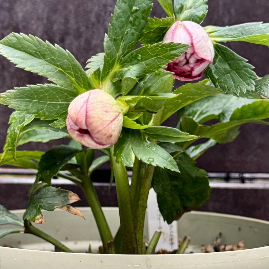 ❤️加藤農園❤️多弁プリマヴェーラ系ddレッドリバーシブル❤️クリスマスローズ