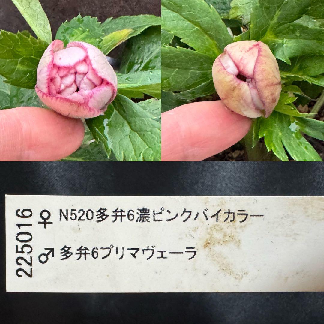 ❤️加藤農園❤️多弁プリマヴェーラ系ddレッドリバーシブル❤️クリスマスローズ