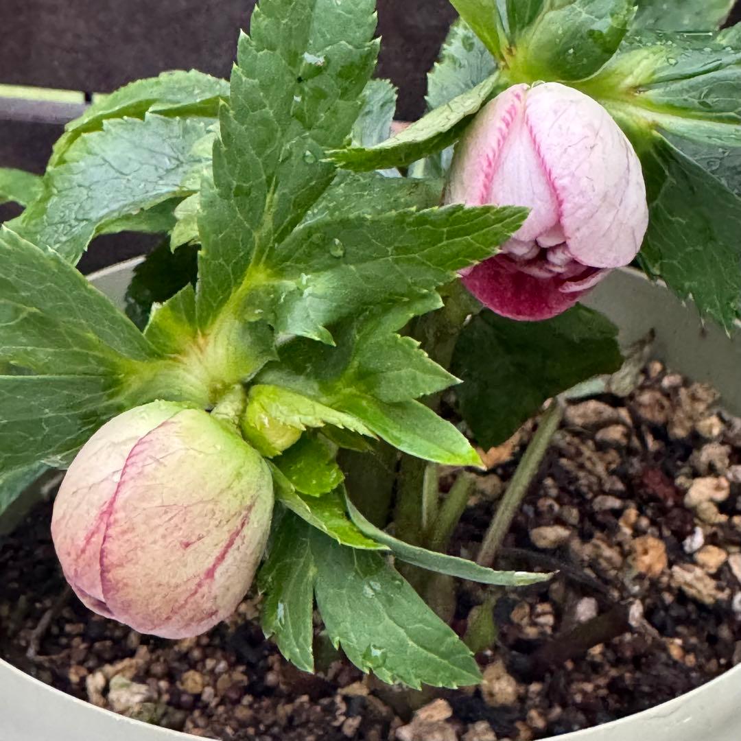 ❤️加藤農園❤️多弁プリマヴェーラ系ddレッドリバーシブル❤️クリスマスローズ