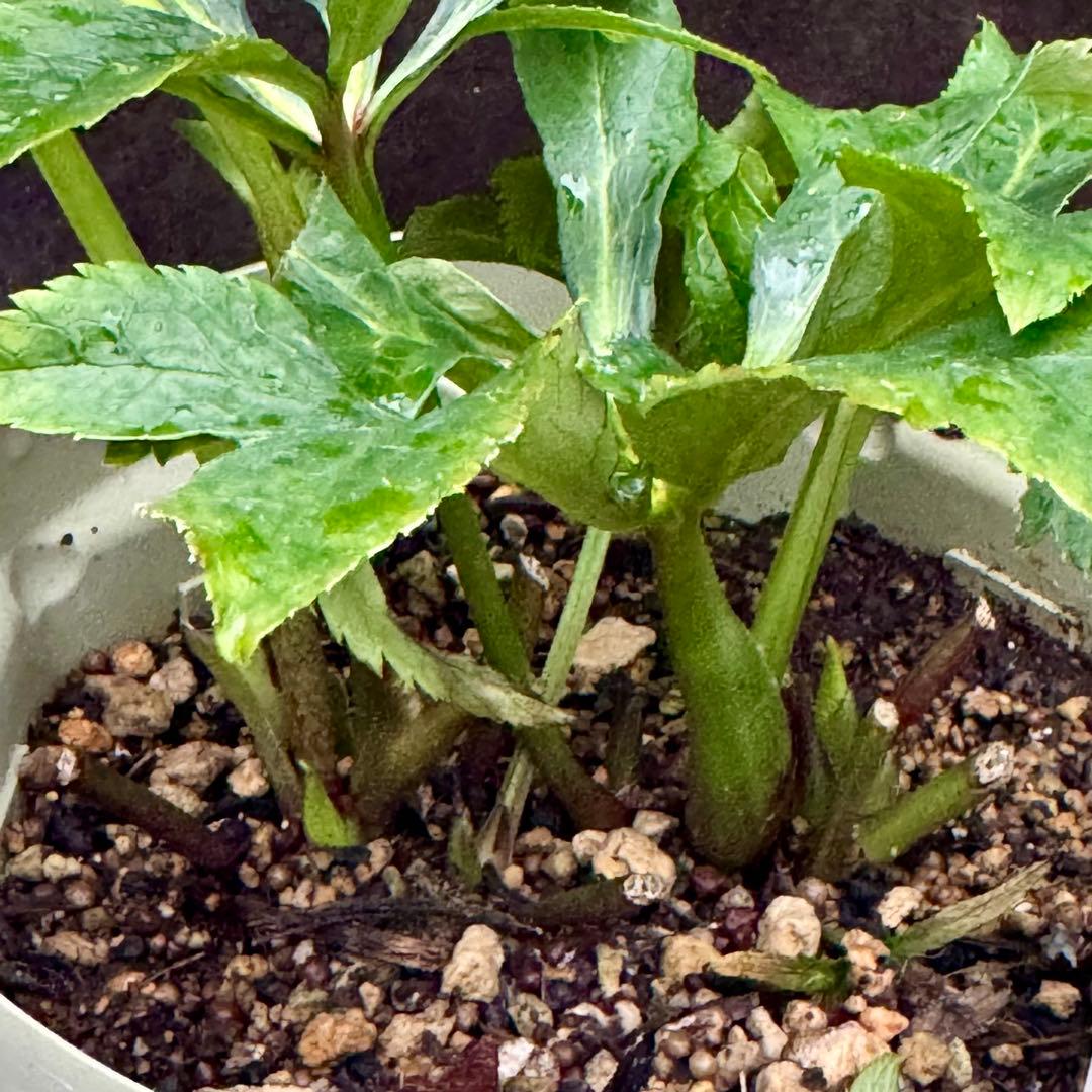 ❤️加藤農園❤️多弁プリマヴェーラ系ddレッドリバーシブル❤️クリスマスローズ