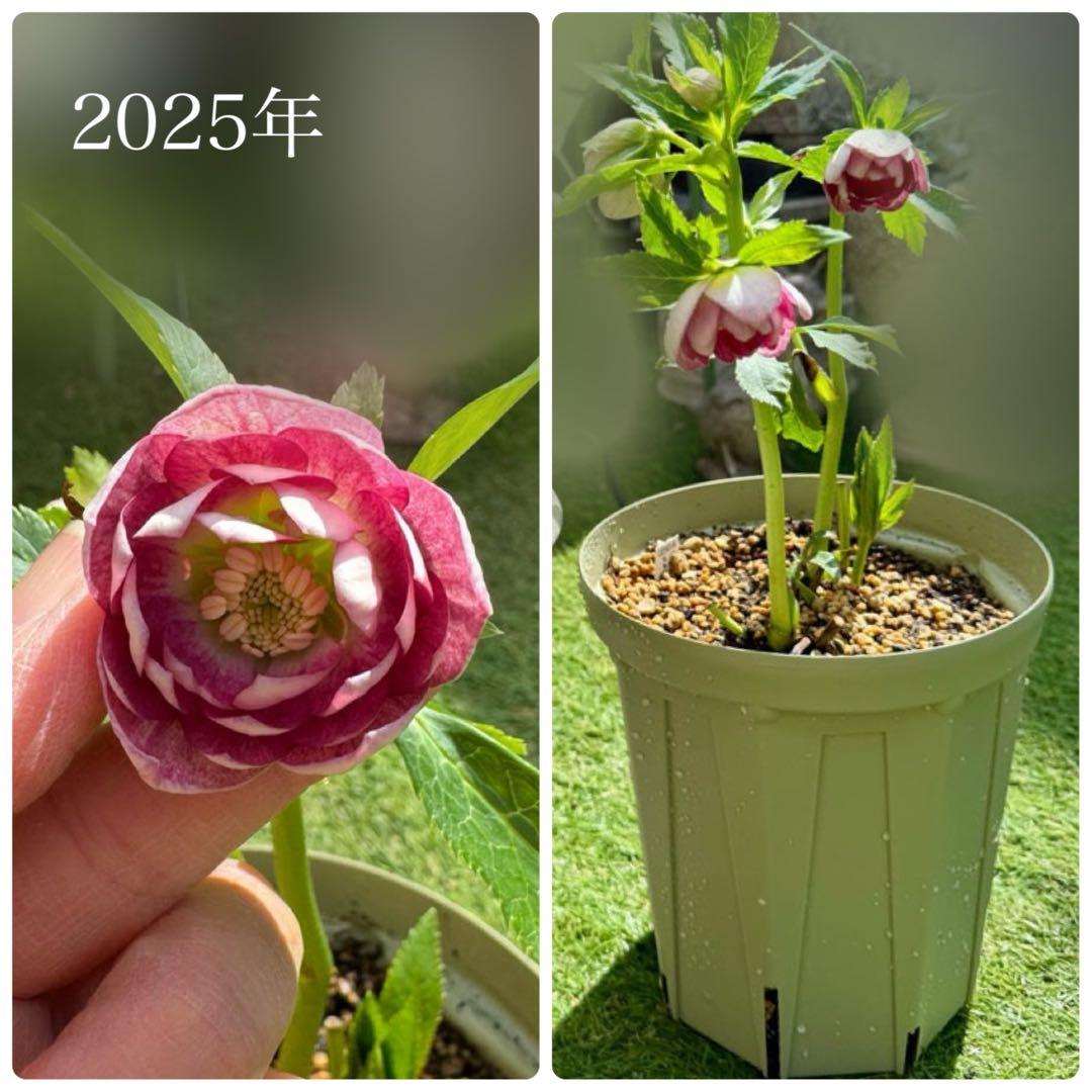 ❤️加藤農園❤️多弁プリマヴェーラ系ddレッドリバーシブル❤️クリスマスローズ