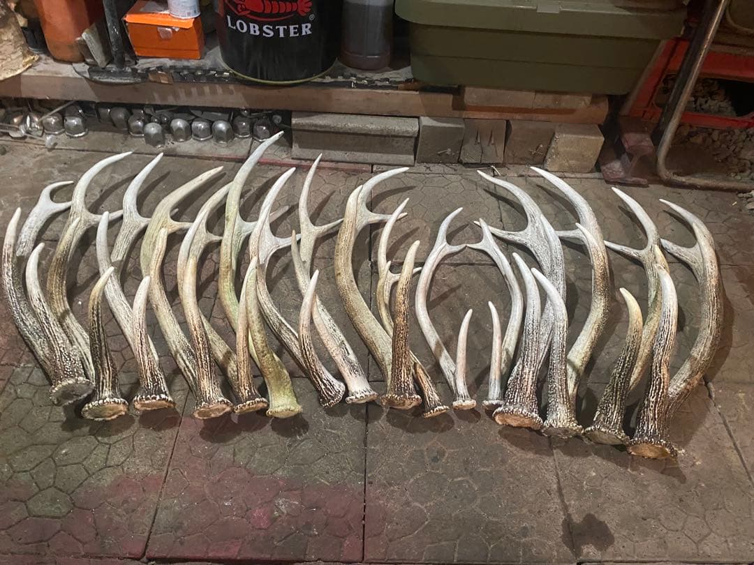 蝦夷鹿角（天然昨年度産）