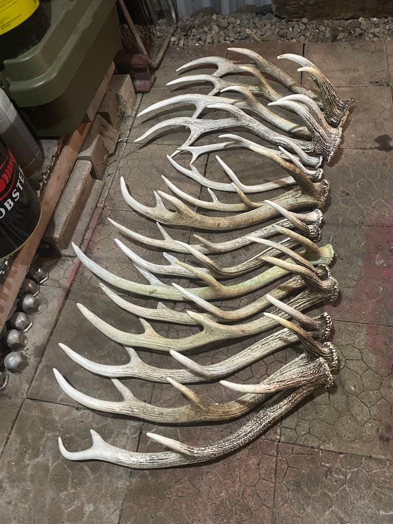 蝦夷鹿角（天然昨年度産）