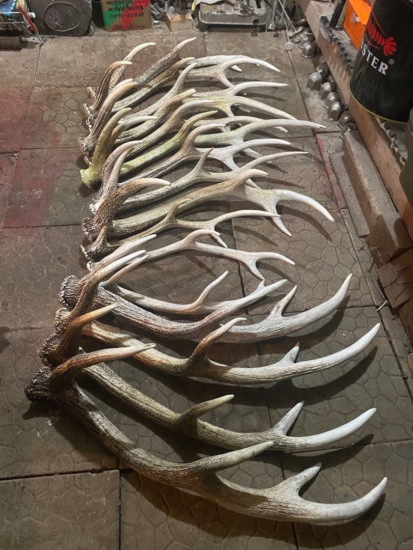 蝦夷鹿角（天然昨年度産）