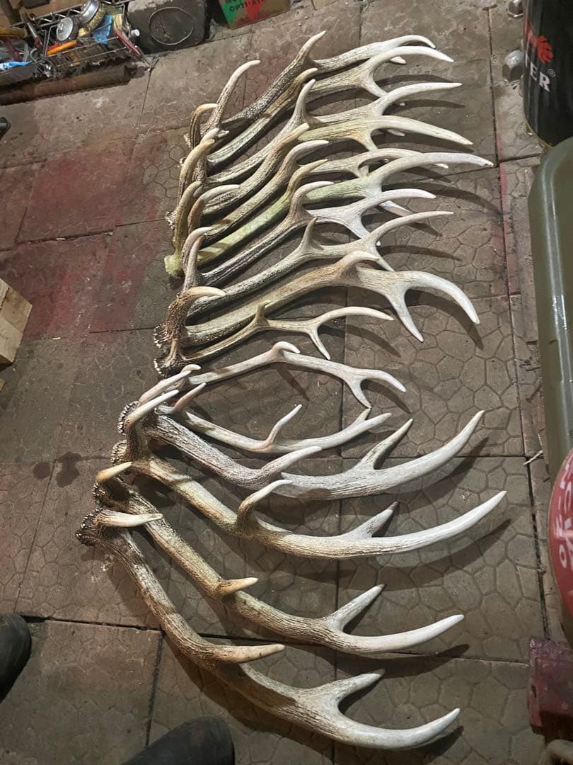 蝦夷鹿角（天然昨年度産）