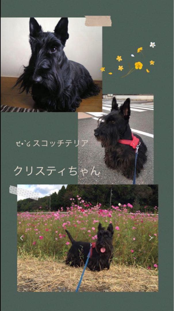 ‪ஐ‬羊毛フェルト੯•`໒ご確認用ページですஐ‬