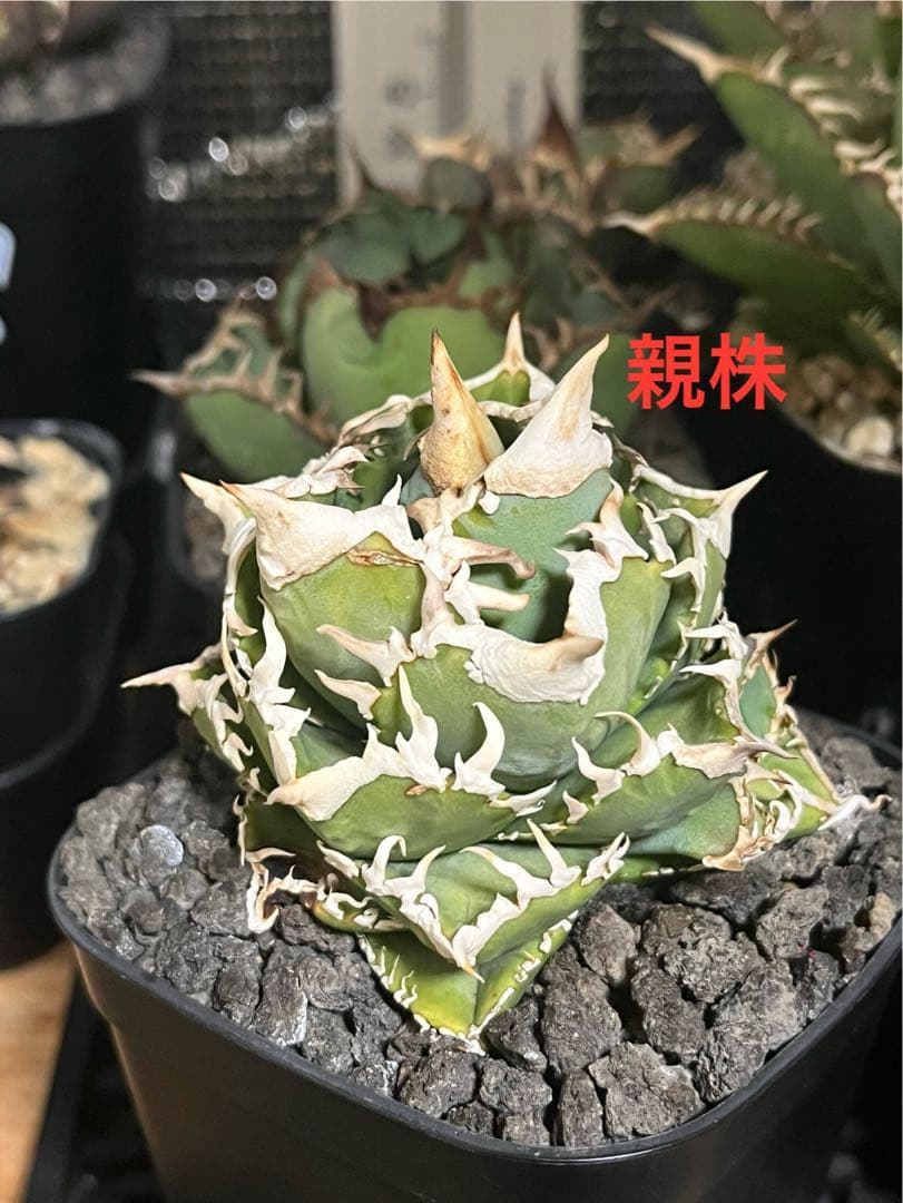 アガベ　チタノタ　大白鯊