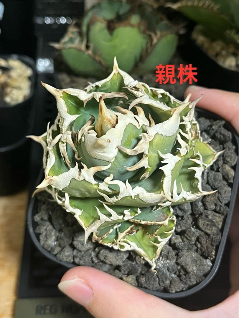 アガベ　チタノタ　大白鯊