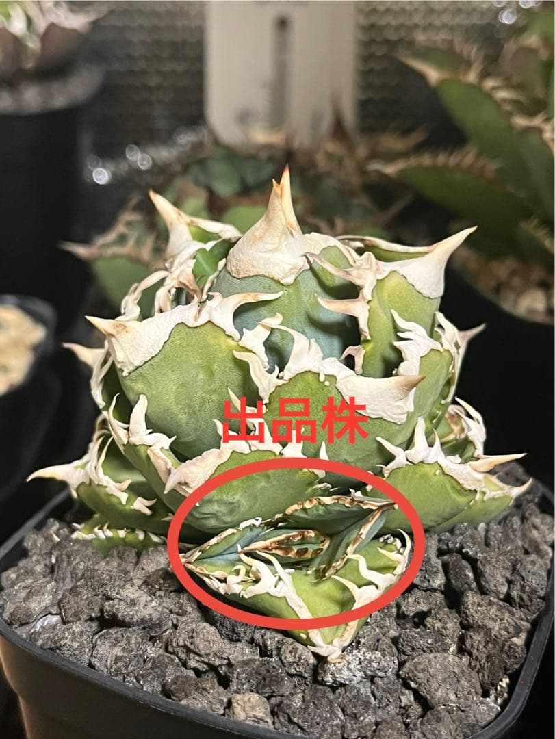 アガベ　チタノタ　大白鯊