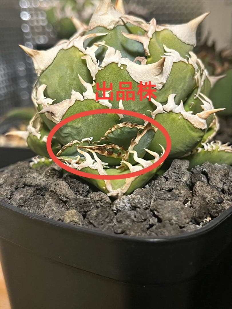 アガベ　チタノタ　大白鯊