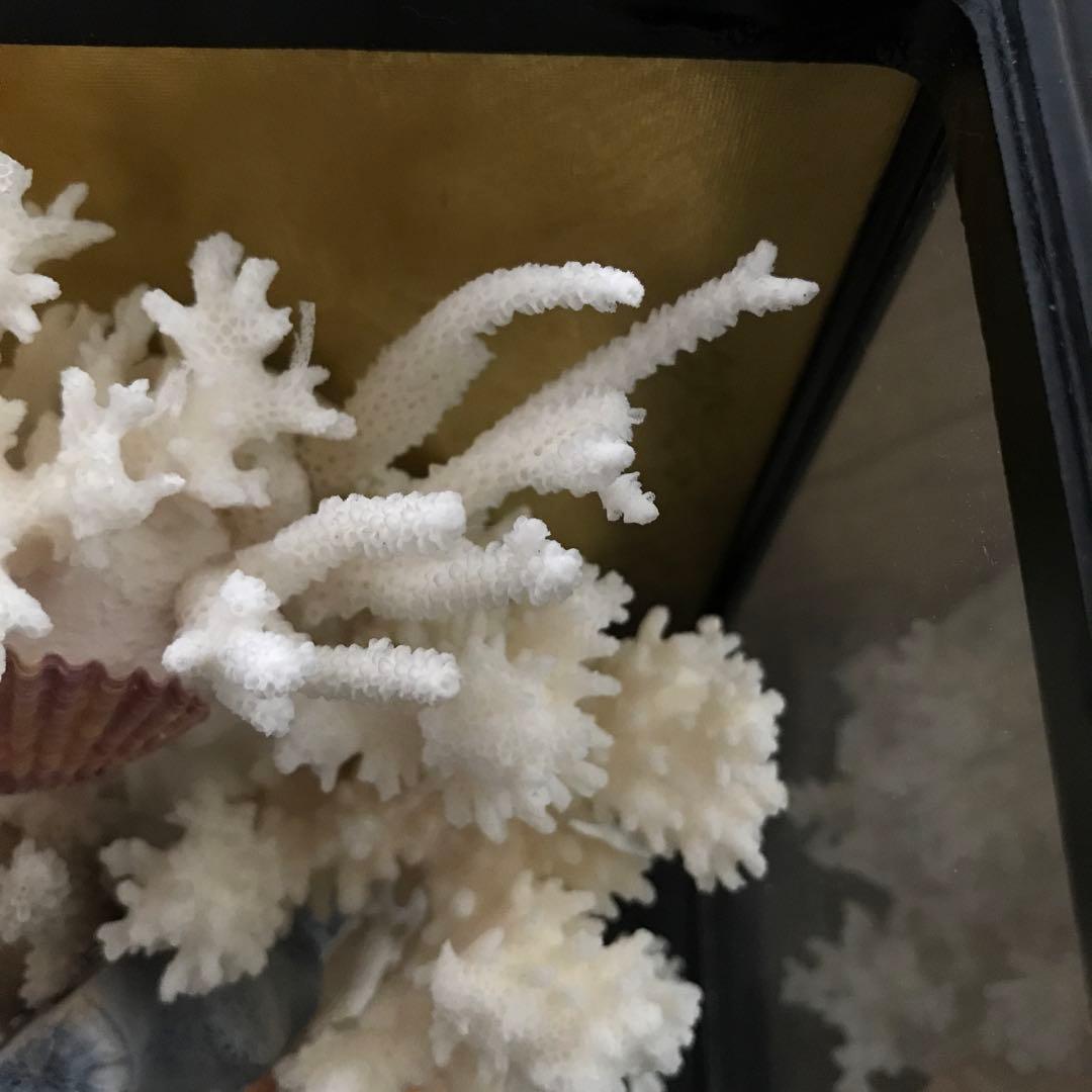 珊瑚　サンゴ　さんご　珊瑚の置物