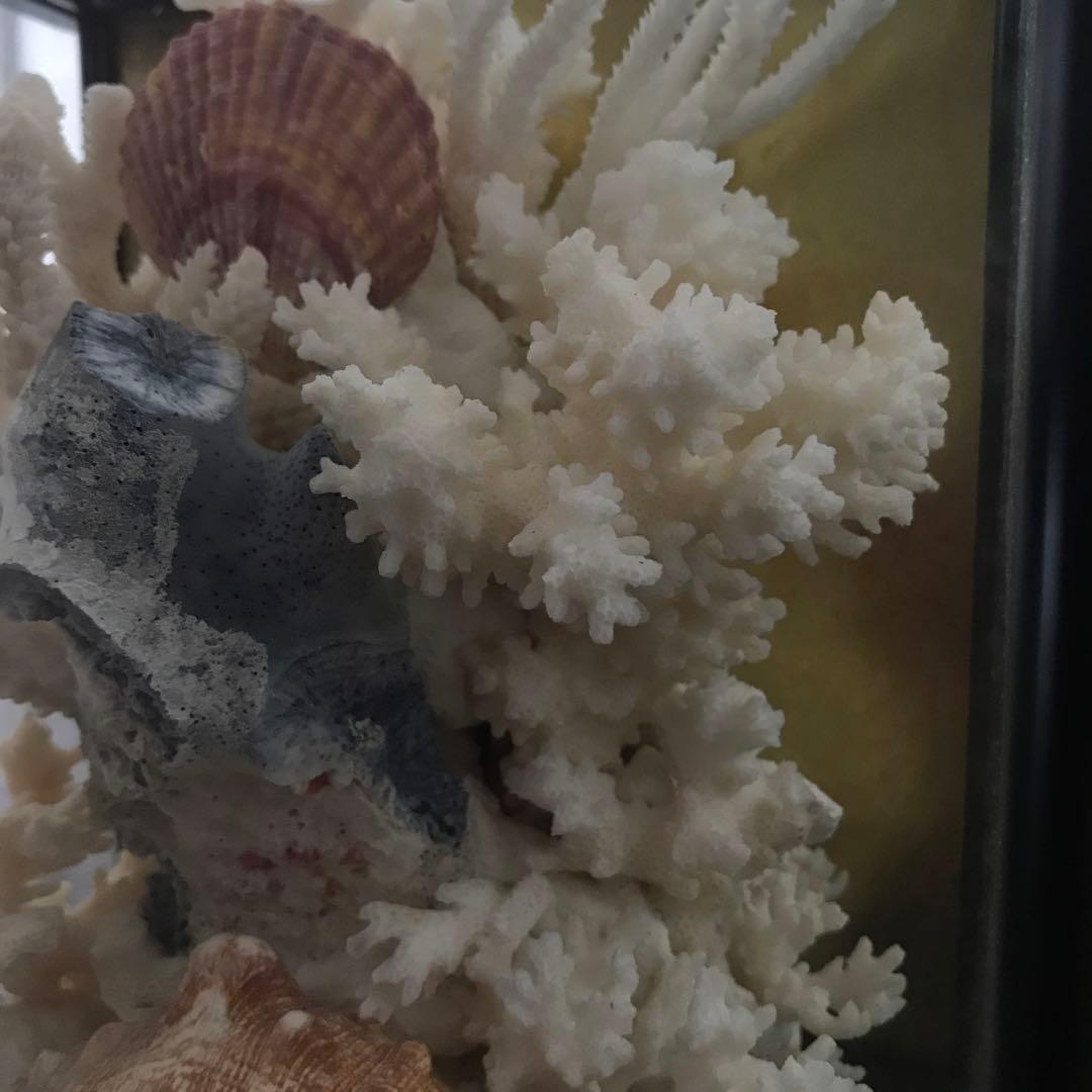 珊瑚　サンゴ　さんご　珊瑚の置物